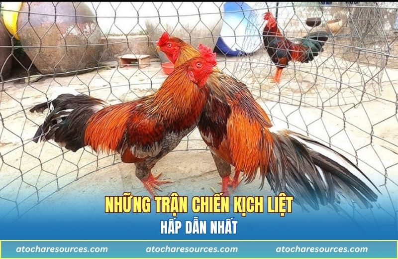 Những trận chiến kịch liệt - hấp dẫn nhất
